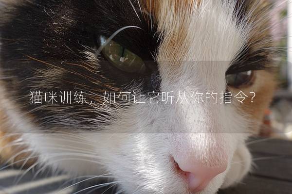 猫咪训练，如何让它听从你的指令？