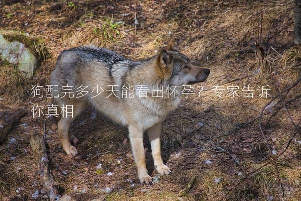 狗配完多少天能看出怀孕？专家告诉你真相