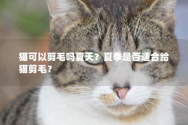 猫可以剪毛吗夏天？夏季是否适合给猫剪毛？