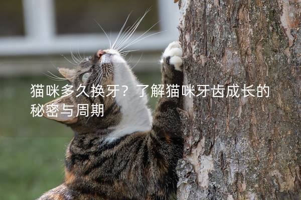 猫咪多久换牙？了解猫咪牙齿成长的秘密与周期