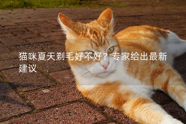 猫咪夏天剃毛好不好？专家给出最新建议