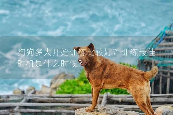 狗狗多大开始训练比较好？训练最佳时机是什么时候？