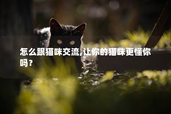 怎么跟猫咪交流,让你的猫咪更懂你吗？