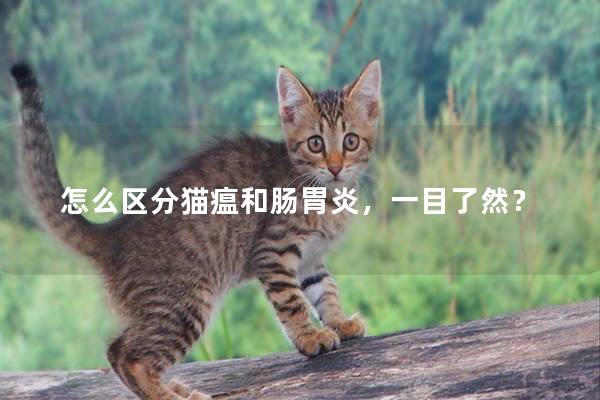 怎么区分猫瘟和肠胃炎，一目了然？