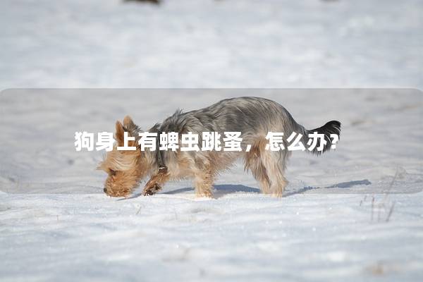 狗身上有蜱虫跳蚤，怎么办？