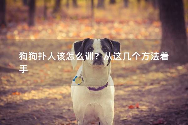 狗狗扑人该怎么训？从这几个方法着手