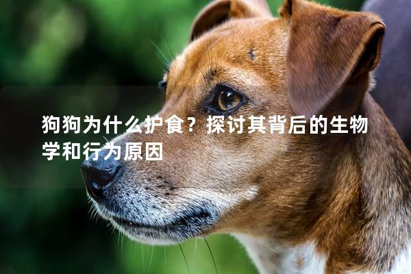 狗狗为什么护食？探讨其背后的生物学和行为原因