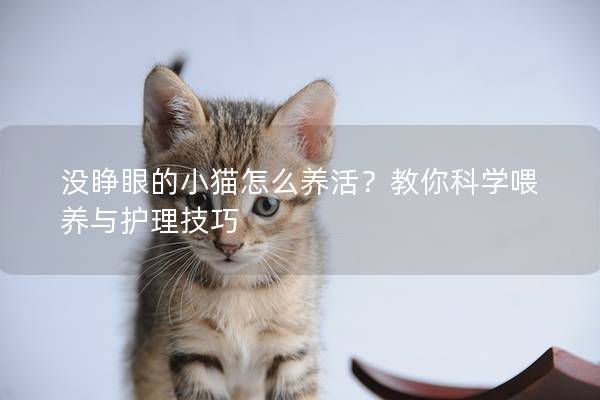 没睁眼的小猫怎么养活？教你科学喂养与护理技巧