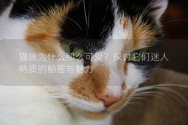 猫咪为什么那么可爱？探讨它们迷人特质的秘密与魅力