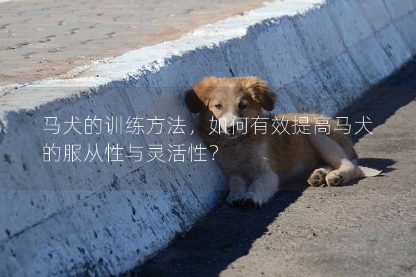 马犬的训练方法，如何有效提高马犬的服从性与灵活性？