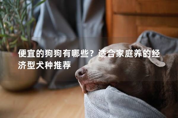 便宜的狗狗有哪些？适合家庭养的经济型犬种推荐