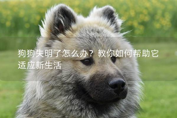 狗狗失明了怎么办？教你如何帮助它适应新生活