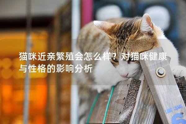 猫咪近亲繁殖会怎么样？对猫咪健康与性格的影响分析