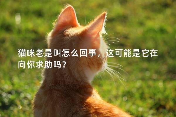 猫咪老是叫怎么回事，这可能是它在向你求助吗？