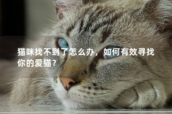 猫咪找不到了怎么办，如何有效寻找你的爱猫？