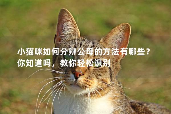 小猫咪如何分辨公母的方法有哪些？你知道吗，教你轻松识别