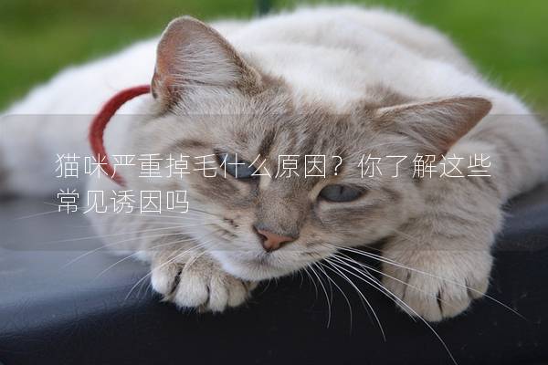 猫咪严重掉毛什么原因？你了解这些常见诱因吗