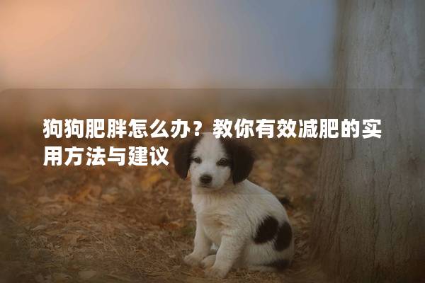 狗狗肥胖怎么办？教你有效减肥的实用方法与建议