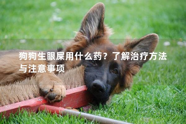 狗狗生眼屎用什么药？了解治疗方法与注意事项