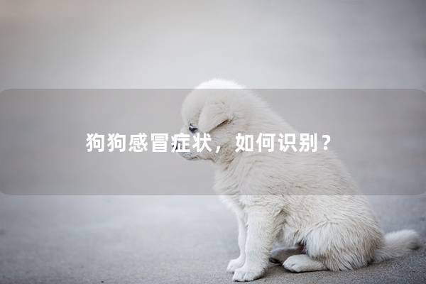 狗狗感冒症状，如何识别？