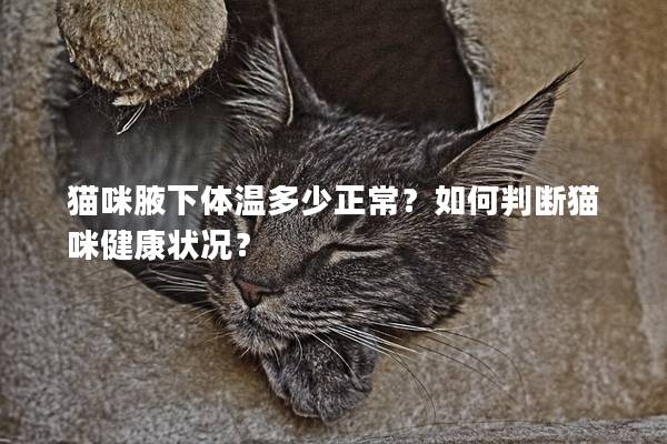 猫咪腋下体温多少正常？如何判断猫咪健康状况？