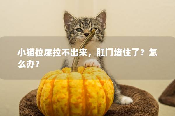 小猫拉屎拉不出来，肛门堵住了？怎么办？