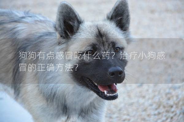 狗狗有点感冒吃什么药？治疗小狗感冒的正确方法？