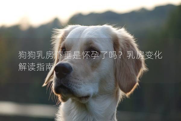 狗狗乳房下垂是怀孕了吗？乳房变化解读指南