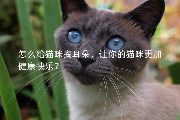 怎么给猫咪掏耳朵，让你的猫咪更加健康快乐？