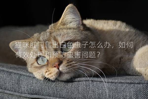 猫咪肛门爬出白色虫子怎么办，如何有效处理和预防虫害问题？