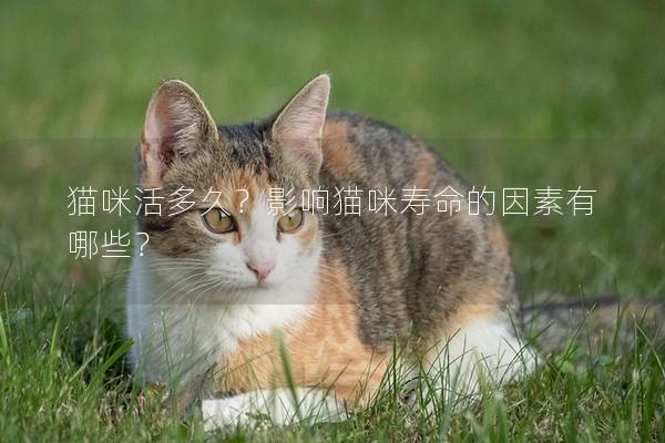 猫咪活多久？影响猫咪寿命的因素有哪些？