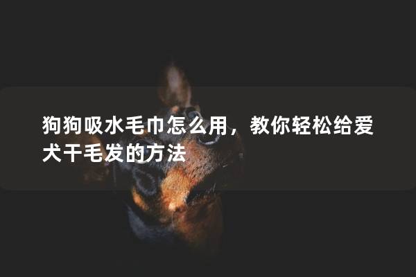 狗狗吸水毛巾怎么用，教你轻松给爱犬干毛发的方法