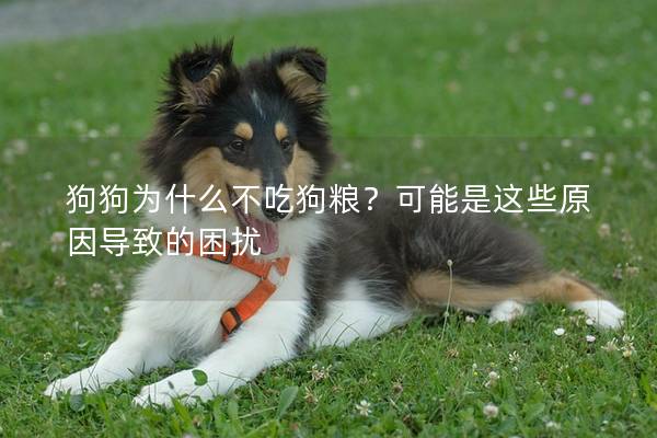 狗狗为什么不吃狗粮？可能是这些原因导致的困扰