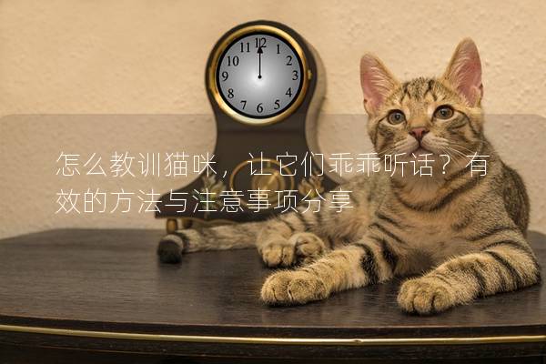 怎么教训猫咪，让它们乖乖听话？有效的方法与注意事项分享