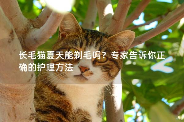 长毛猫夏天能剃毛吗？专家告诉你正确的护理方法