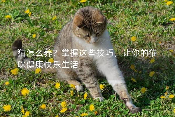 猫怎么养？掌握这些技巧，让你的猫咪健康快乐生活