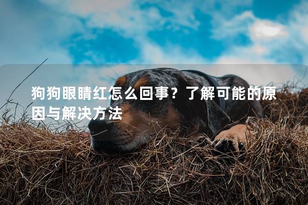 狗狗眼睛红怎么回事？了解可能的原因与解决方法