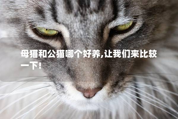 母猫和公猫哪个好养,让我们来比较一下!