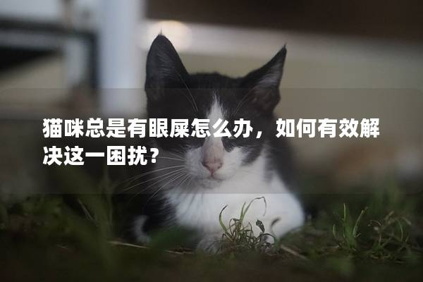 猫咪总是有眼屎怎么办，如何有效解决这一困扰？