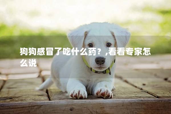 狗狗感冒了吃什么药？,看看专家怎么说