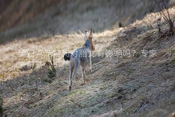 孕妇养宠物狗对胎儿有影响吗？专家来解答