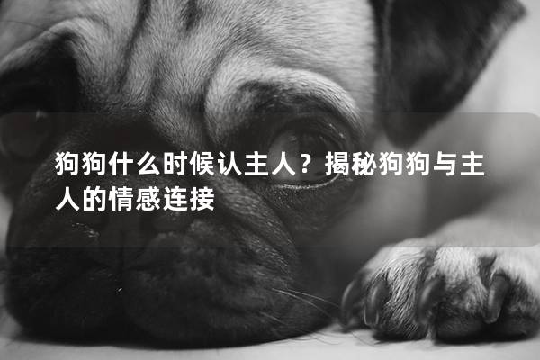 狗狗什么时候认主人？揭秘狗狗与主人的情感连接