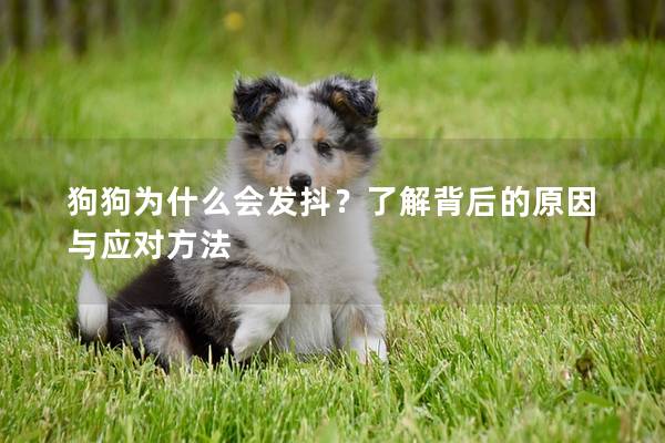 狗狗为什么会发抖？了解背后的原因与应对方法