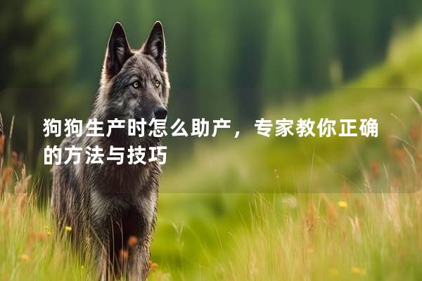 狗狗生产时怎么助产，专家教你正确的方法与技巧