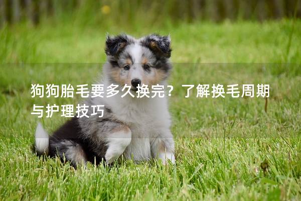 狗狗胎毛要多久换完？了解换毛周期与护理技巧