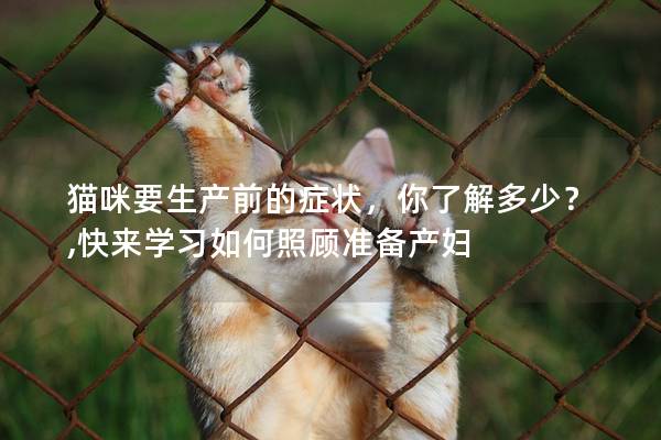 猫咪要生产前的症状，你了解多少？,快来学习如何照顾准备产妇