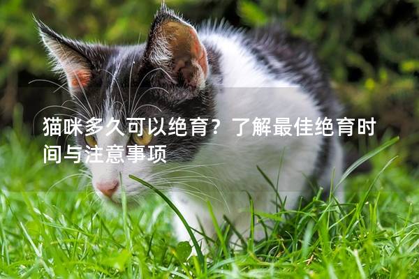 猫咪多久可以绝育？了解最佳绝育时间与注意事项