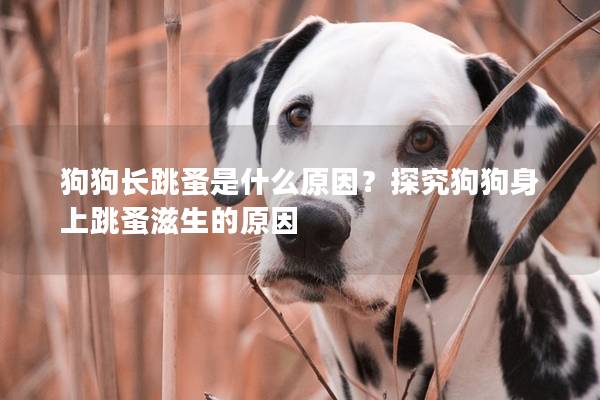 狗狗长跳蚤是什么原因？探究狗狗身上跳蚤滋生的原因