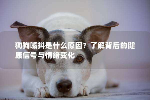 狗狗嘴抖是什么原因？了解背后的健康信号与情绪变化