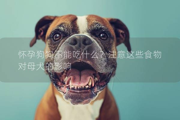 怀孕狗狗不能吃什么？注意这些食物对母犬的影响